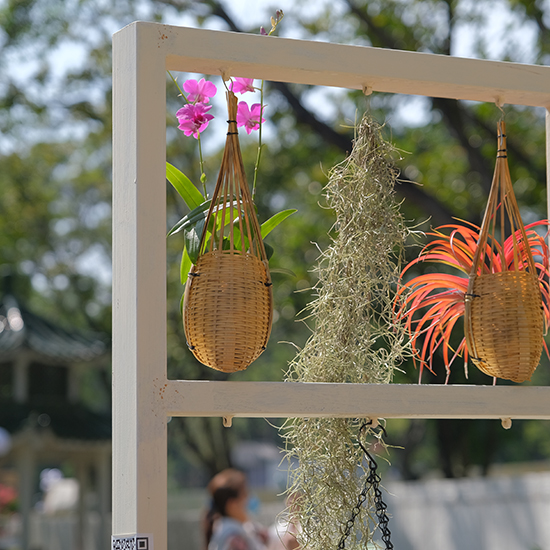 2022 深圳簕杜鵑花展 - 森斯環(huán)境參展項(xiàng)目 - 浪漫．家